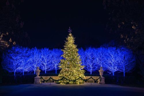 A beautifully lit Christmas tree surrounded by glowing blue trees at night.