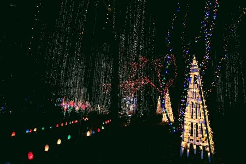 A festive display of colorful lights illuminating trees and pathways in a dark, enchanting setting.