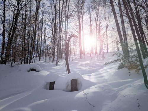 A snowy forest scene with sunlight filtering through trees, casting a warm glow on the white landscape.
