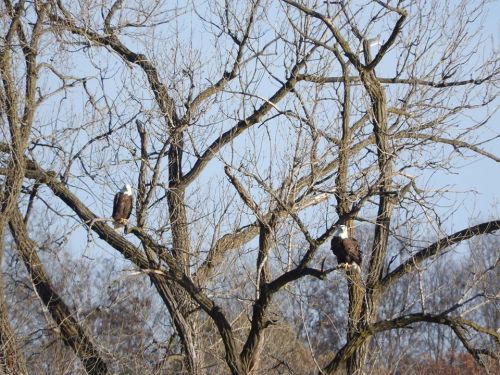 Two bald eagles perched on bare branches of a tree against a clear blue sky.