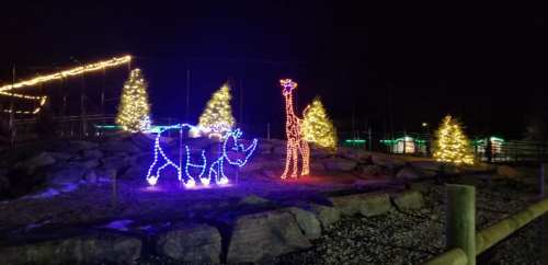 Colorful holiday lights depict a giraffe and a bear, surrounded by illuminated trees in a nighttime setting.