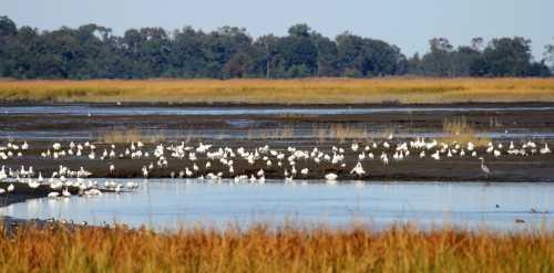 A serene wetland scene with numerous white birds gathered on the shore and in the water, surrounded by tall grasses.