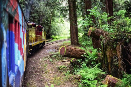 A colorful train travels along a forested track, passing by cut tree stumps and lush greenery.