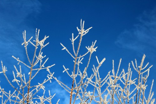 Frost-covered branches against a bright blue sky with wispy clouds.