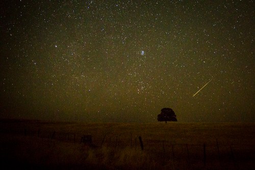A starry night sky with a shooting star and a solitary tree in a grassy field.
