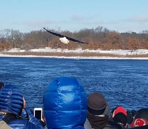 A crowd watches as a bald eagle soars over a snowy river, with trees in the background.