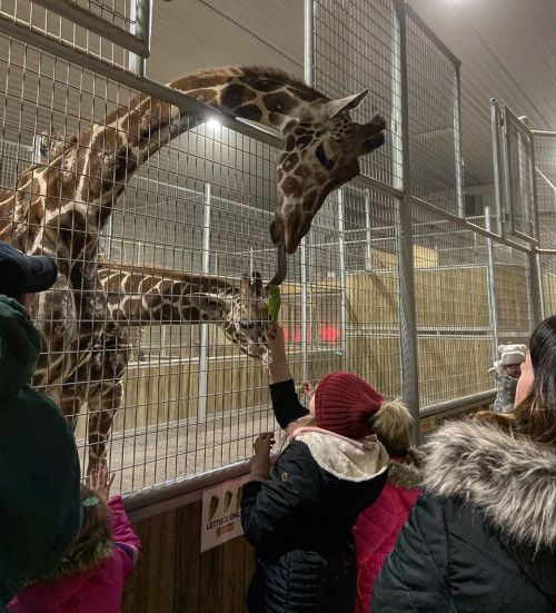 Two giraffes in a zoo enclosure, with children feeding them from outside the fence.