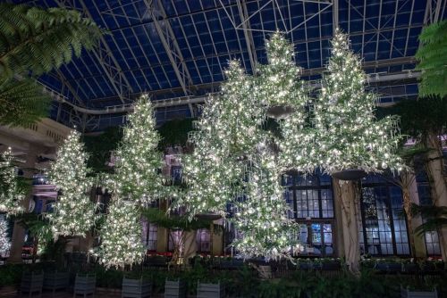 A beautifully lit indoor garden featuring several decorated Christmas trees surrounded by lush greenery.