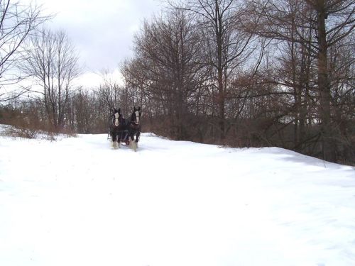 Two horses pulling a sled through a snowy landscape with bare trees in the background under a cloudy sky.
