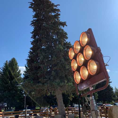 A traffic light with multiple bright lights stands near a tall tree in a sunny outdoor setting.