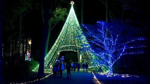 A brightly lit Christmas tree made of lights stands in a dark forest, with visitors walking along a path.