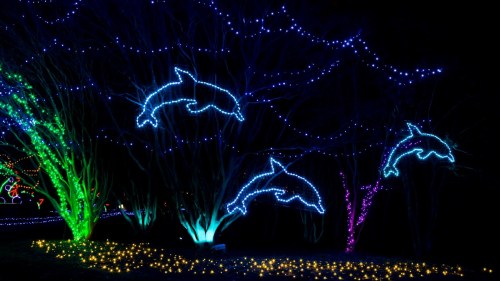 Colorful holiday lights illuminate trees, featuring glowing dolphins and vibrant green and purple accents against a dark background.