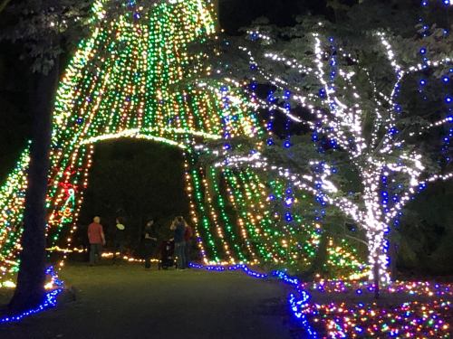 A pathway illuminated by colorful holiday lights, with trees adorned in blue and white lights, creating a festive atmosphere.