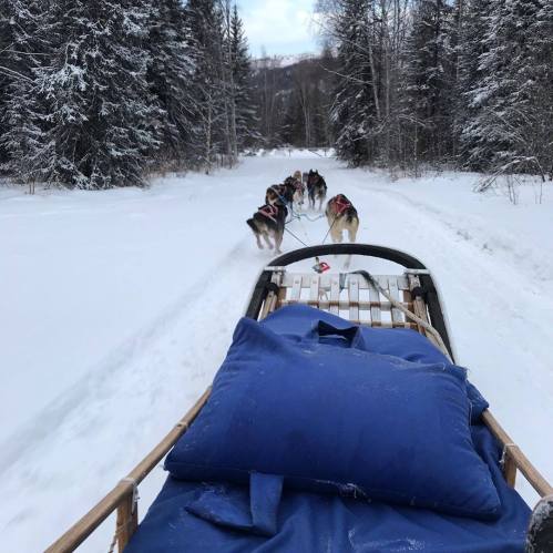 A dog sled team travels through a snowy forest, with a cozy blue blanket on the sled.