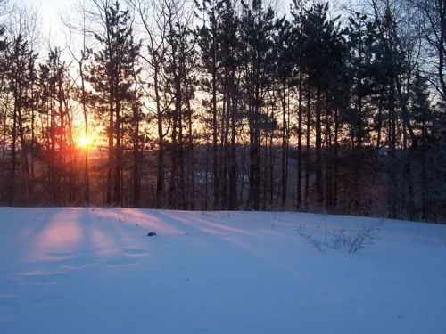 A serene winter landscape with snow-covered ground and a sunset peeking through tall trees.