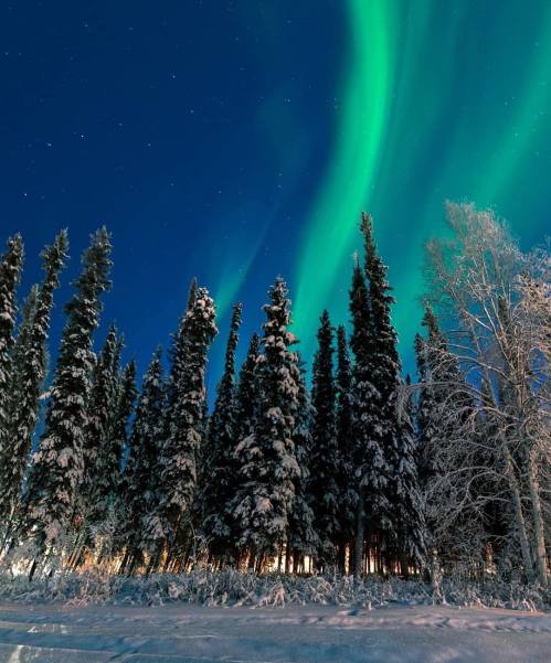 A snowy landscape with tall evergreen trees under a vibrant display of the northern lights in a starry night sky.