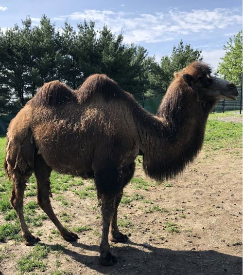 A brown camel with two humps stands on grass, surrounded by trees and a blue sky.