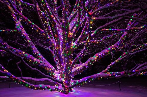 A snow-covered tree adorned with colorful lights, creating a vibrant display against a dark winter night.