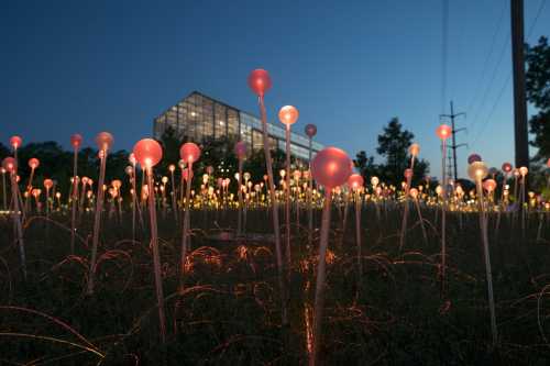 A field of glowing pink and white lights at dusk, with a modern building in the background.