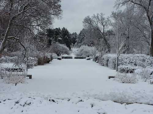 A snowy landscape in a garden, with trees and bushes covered in white, creating a serene winter scene.