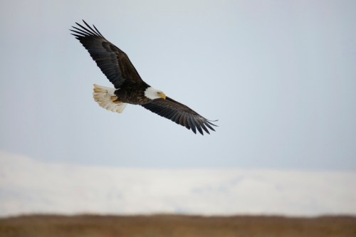 A bald eagle soaring gracefully in the sky with outstretched wings against a soft, cloudy background.