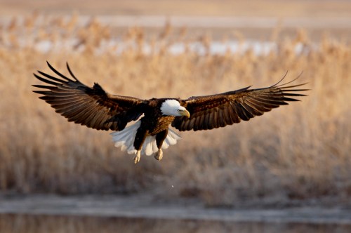 A bald eagle soars gracefully above a marshy landscape, wings fully extended in the golden light of sunset.