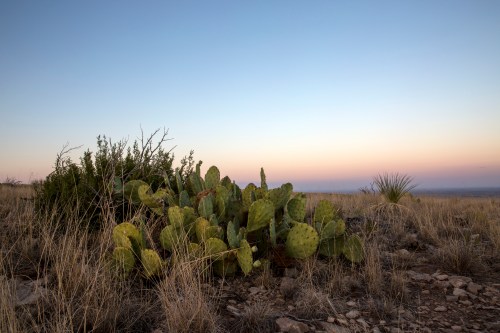 A cactus with broad pads grows among dry grass and rocks under a pastel sky at dusk.