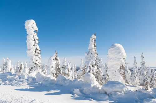 Snow-covered trees with unique shapes against a clear blue sky, creating a serene winter landscape.