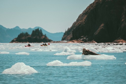 A seal rests on an ice floe in a serene bay, with kayakers paddling in the background and mountains in the distance.