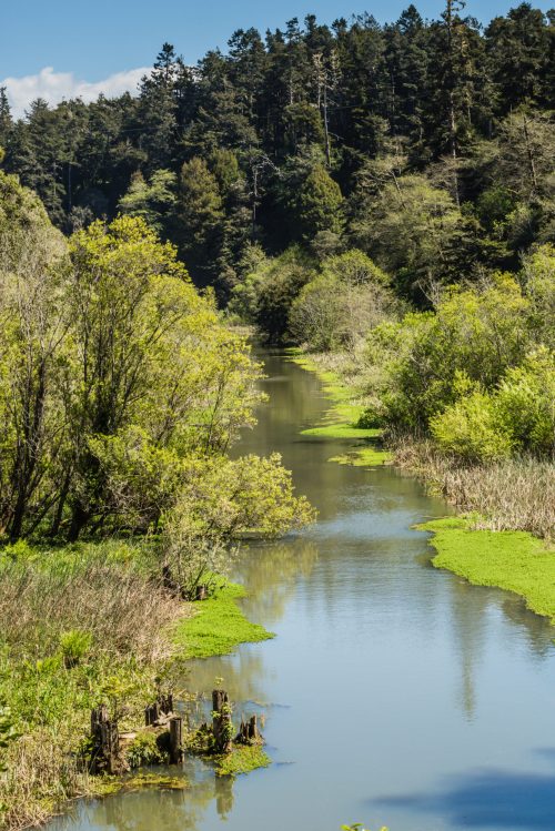 A serene river flows through lush greenery, surrounded by trees and reflecting the blue sky above.