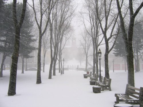 A snowy park scene with benches and bare trees, shrouded in a heavy snowfall, creating a serene winter atmosphere.