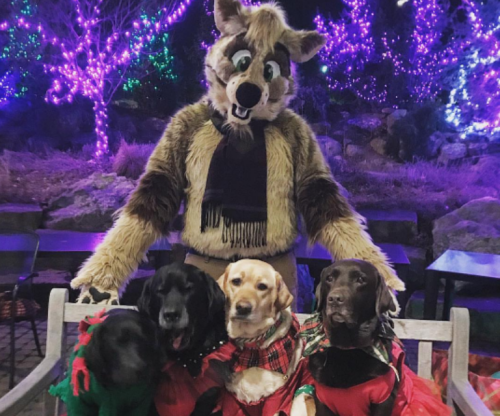 A person in a furry costume poses with three dogs in festive outfits, surrounded by colorful holiday lights.
