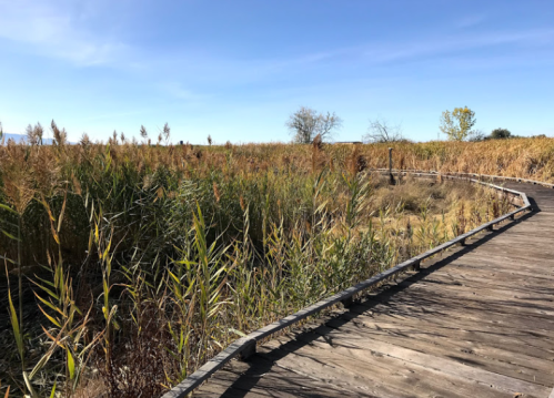 A wooden boardwalk winds through tall grasses and reeds under a clear blue sky.