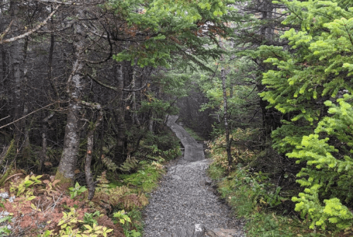 A winding gravel path through a dense, misty forest with lush green foliage on either side.