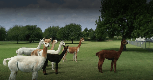 A group of six alpacas standing in a grassy field with trees in the background under a cloudy sky.
