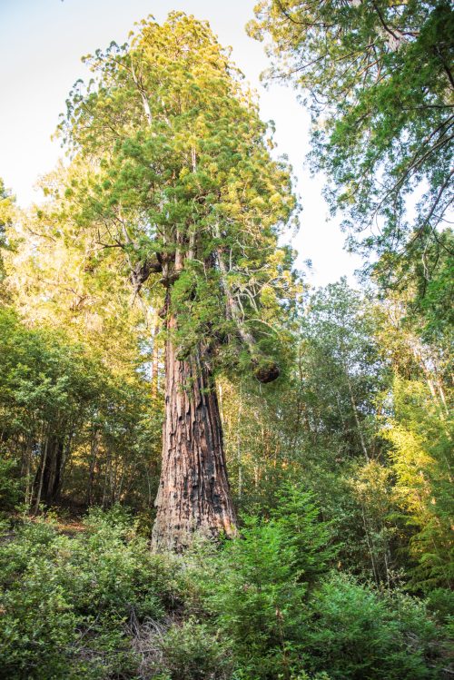 A tall, majestic tree surrounded by lush greenery in a forest setting, with sunlight filtering through the leaves.
