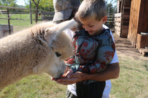 A child smiles while feeding an alpaca from their hands, with an adult nearby in a farm setting.