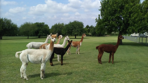 A group of six alpacas of various colors standing in a grassy field with trees in the background.