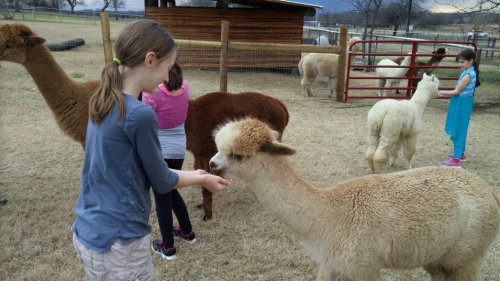 A girl feeds an alpaca while other children and alpacas are in a grassy area near a barn.