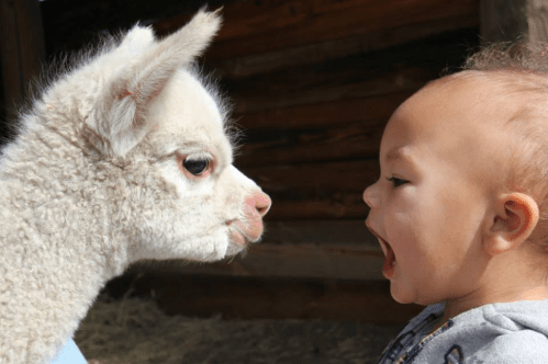 A baby and a fluffy white llama face each other, both appearing curious and playful in a sunny outdoor setting.