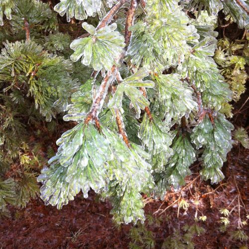 Icicles form on green pine needles, creating a glistening, icy effect on the branches in a winter landscape.