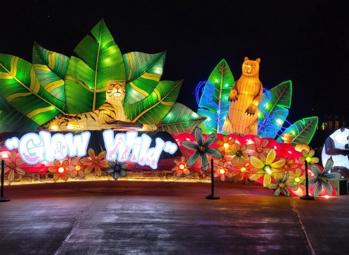 Colorful illuminated display featuring tigers and bears surrounded by vibrant foliage, with the text "Glow Wild."