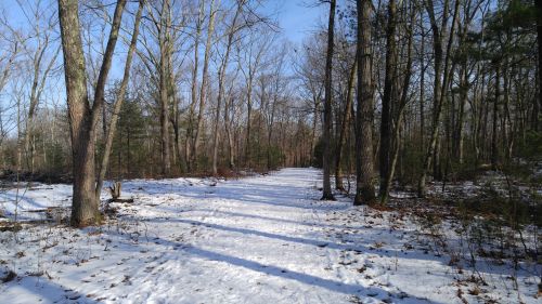 A snowy path winding through a forest with bare trees and sunlight filtering through the branches.