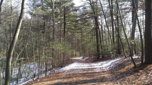 A serene forest path lined with tall trees, partially covered in snow, leading through a peaceful wooded area.