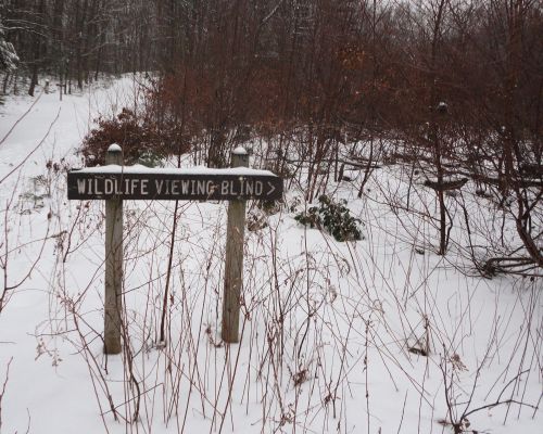 A wooden sign pointing to a wildlife viewing blind, surrounded by snow-covered ground and sparse vegetation.
