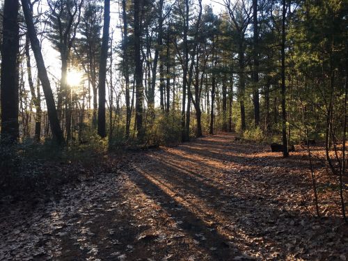 A sunlit forest path surrounded by tall trees and fallen leaves, casting long shadows on the ground.