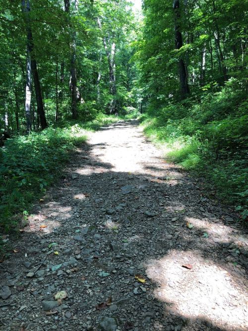 A sunlit dirt path winding through a lush green forest, surrounded by trees and undergrowth.