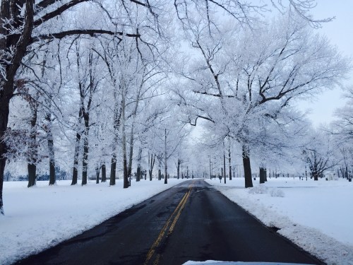 A snow-covered road lined with frosted trees, creating a serene winter landscape.