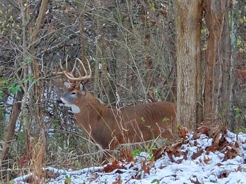 A deer with antlers stands among trees and fallen leaves, with a light dusting of snow on the ground.