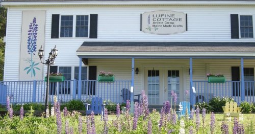 A charming white cottage with blue accents, surrounded by vibrant purple lupines and colorful chairs on the porch.